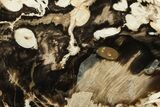 Petrified Peanut Wood Section - Australia #257020-2
